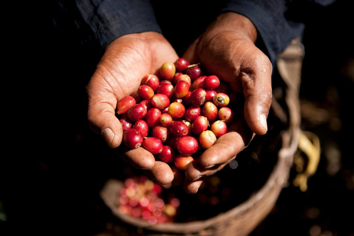 Hands holding freshly picked red coffee cherries on the Bolaven Plateau, Laos